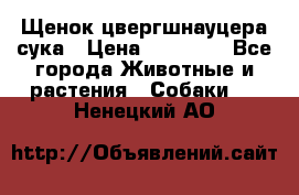 Щенок цвергшнауцера сука › Цена ­ 25 000 - Все города Животные и растения » Собаки   . Ненецкий АО